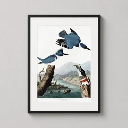 Belted Kingfisher – Audubon Birds of America wall print by MerchFuse