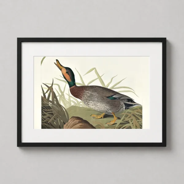 Bemaculated Duck Young Male Audubon Bird Study Art Print