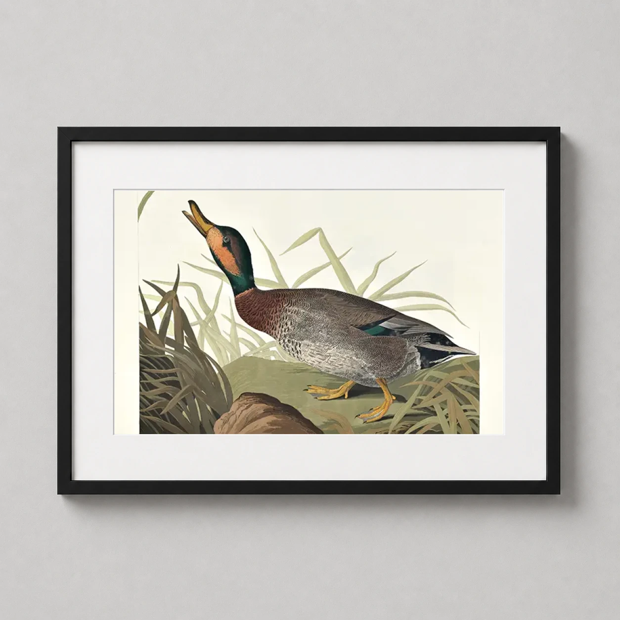 Room mockup of Bemaculated Duck Young Male Audubon Bird Study Art Print, displayed as framed wall art in a bedroom setting as a landscape print.