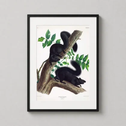 Black Squirrel – Audubon 1844 Natural History wall print with clean decorative presence by MerchFuse