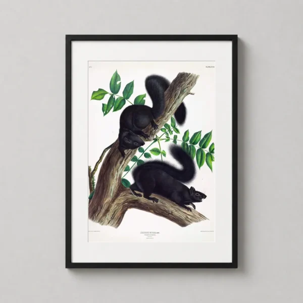Black Squirrel Audubon 1844 Wildlife Illustration Art Print