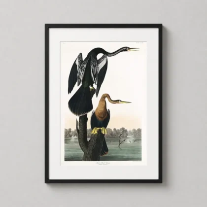 Black – Bellied Darter – Audubon Vintage Bird decorative print for curated interiors by MerchFuse