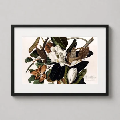 Black – Billed Cuckoo – 1830 Audubon Style Nature wall print by MerchFuse