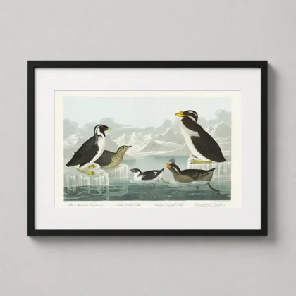 MerchFuse Audubon Seabird – Birds of America Arctic Auk print with wall print character