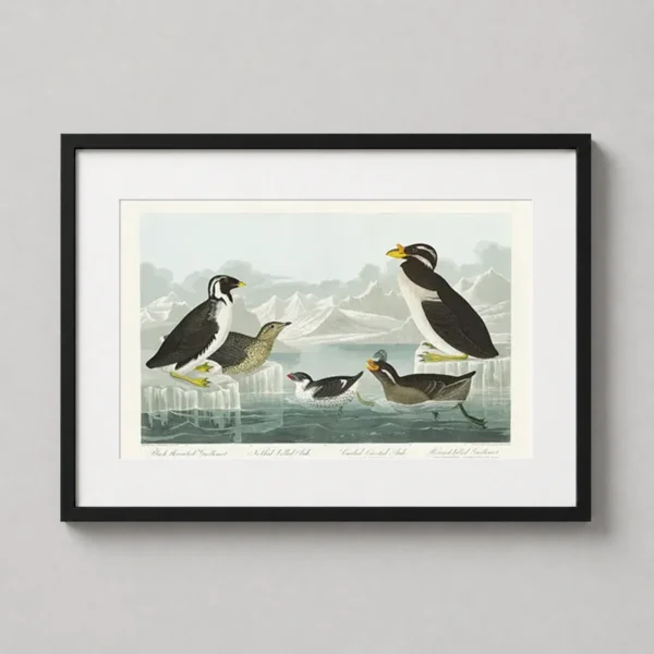 Audubon Black-throated Guillemot and Auks Arctic Bird Art Print