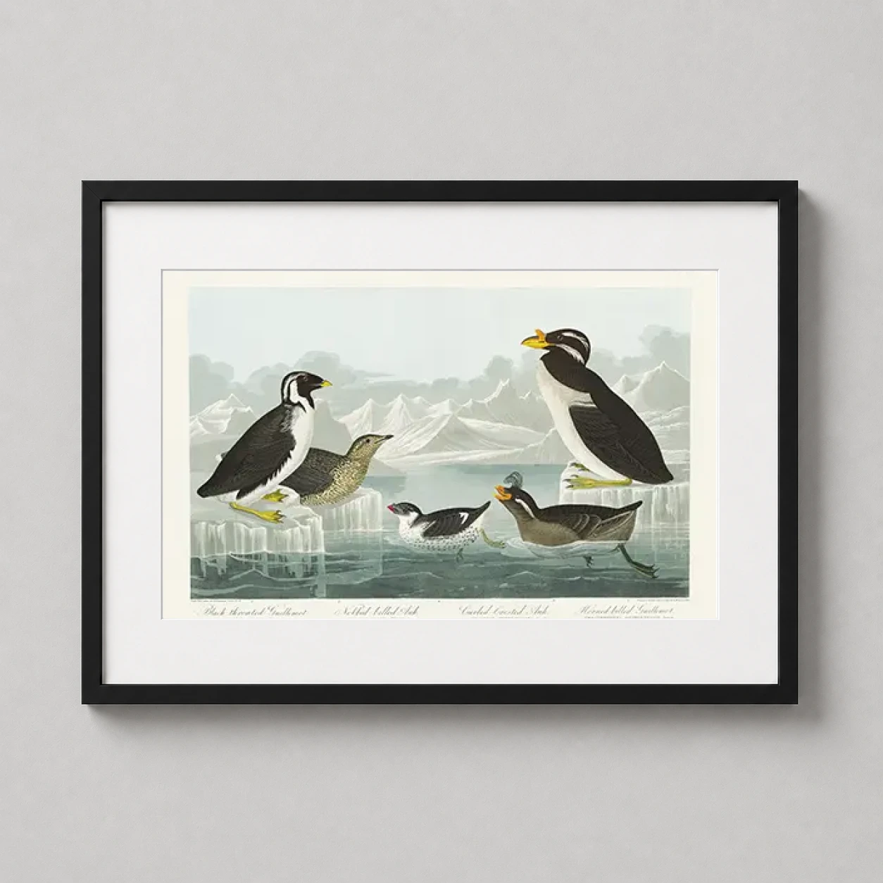 Room mockup of Audubon Black-throated Guillemot and Auks Arctic Bird Art Print, displayed as framed wall art in a bedroom setting as a landscape print with black tones.