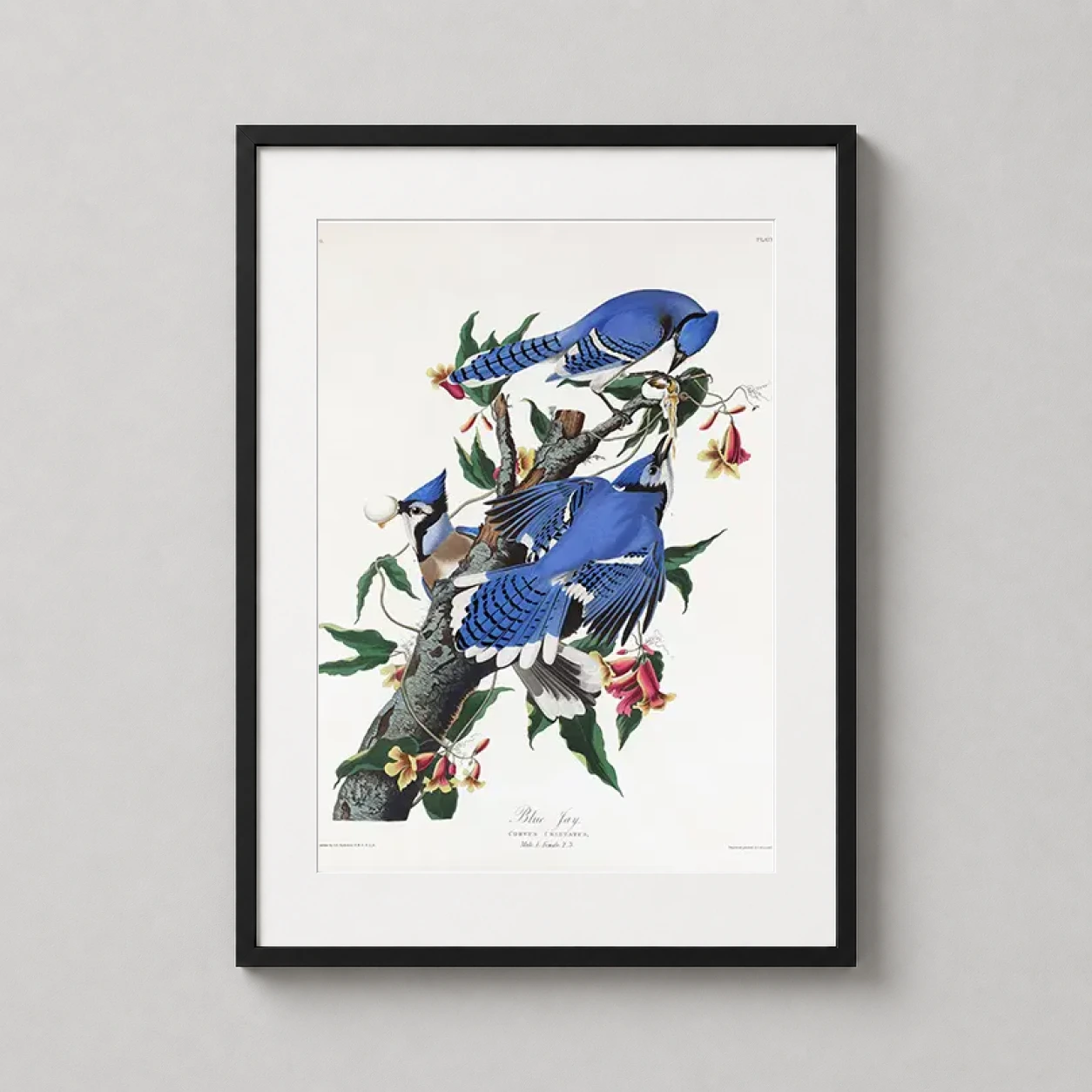 Room mockup of Blue Jay Audubon Natural History Illustration Art Print, displayed as framed wall art in a bedroom setting as a portrait print with blue and white tones.