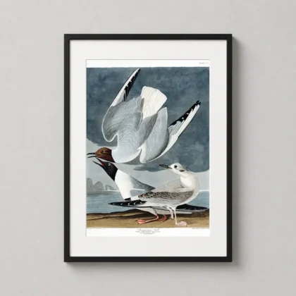 Bonaparte's Gull – Classic Vintage Audubon Birds of America vintage poster by MerchFuse