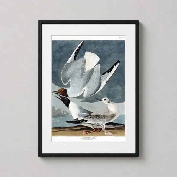 Bonaparte's Gull Audubon Natural History Bird Illustration Art Print