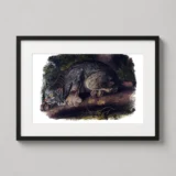 Canada Lynx Plate XVI Audubon Art Print, 1845 Wildlife Decor