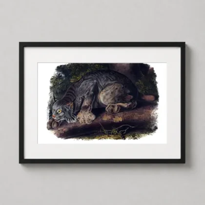 MerchFuse Canada Lynx – John James Audubon Plate XVI Wildlife print with wall print character