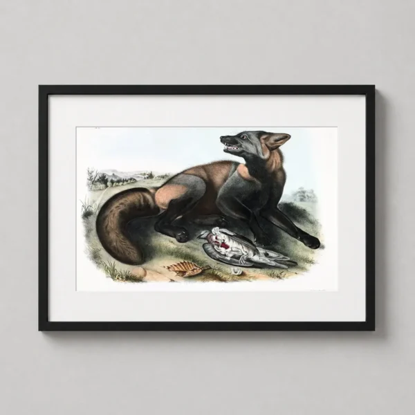 American Cross Fox John James Audubon Wildlife Art Print