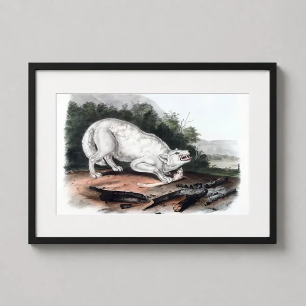 White American Wolf Audubon Fine Art Print, Vintage Wildlife Art