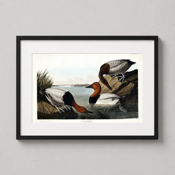 Classic Canvasback Duck Audubon Illustration Art Print