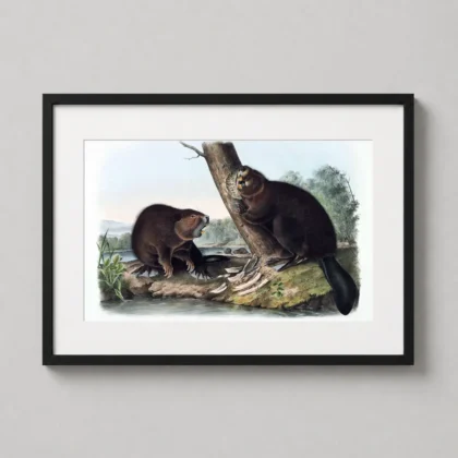 MerchFuse American Beaver – 1844 Audubon Wildlife Illustration print with wall print character