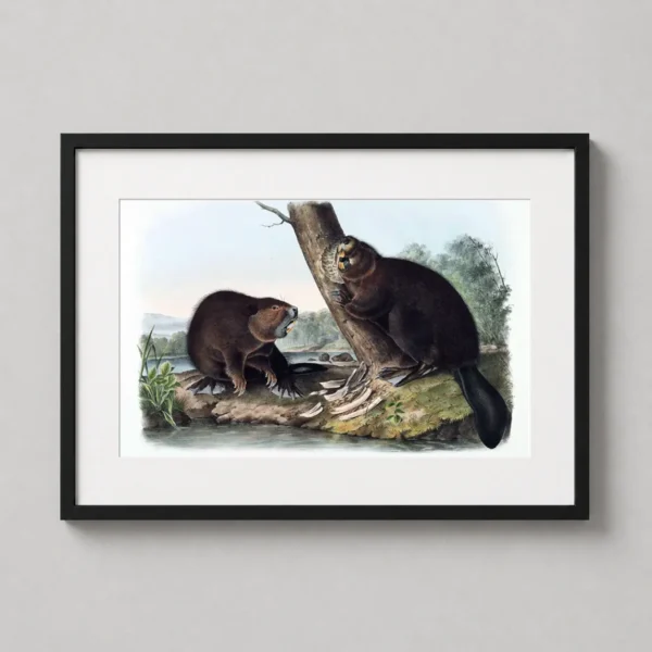 American Beaver John James Audubon Naturalist Art Print