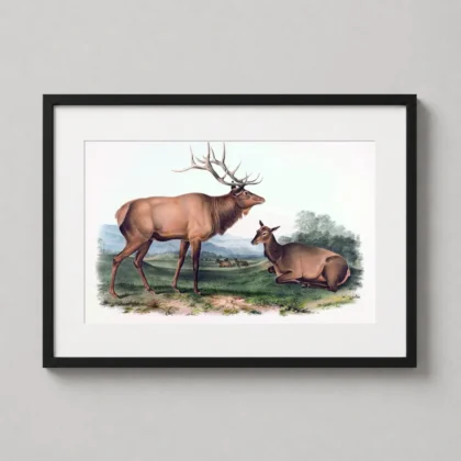 American Elk print – 1845 Audubon Natural History Wildlife Wall Art framed wall art mockup