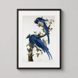 Columbia Jay, John James Audubon Bird Illustration Art Print