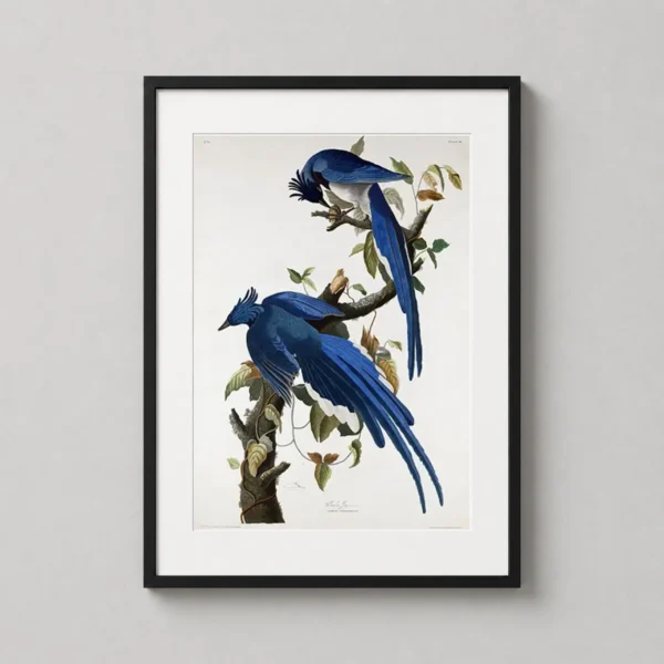 Columbia Jay, John James Audubon Bird Illustration Art Print