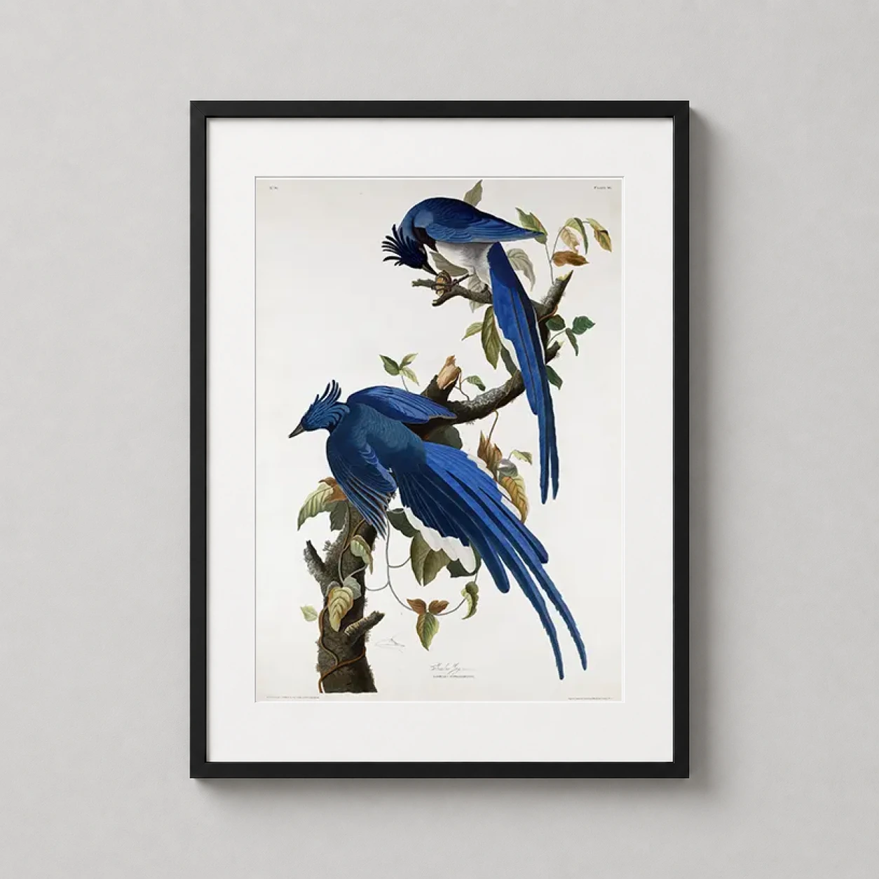 Room mockup of Columbia Jay, John James Audubon Bird Illustration Art Print, displayed as framed wall art in a bedroom setting as a portrait print with blue tones.