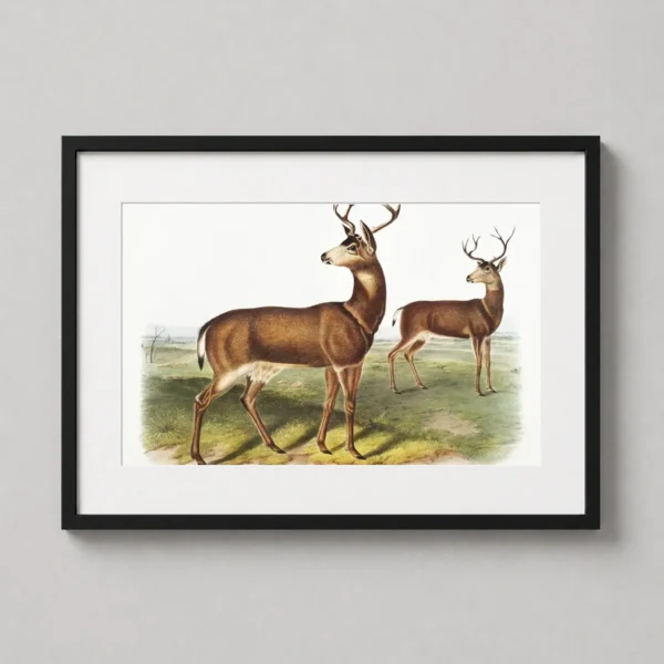 Black-tailed Deer Audubon Naturalist Illustration Art Print