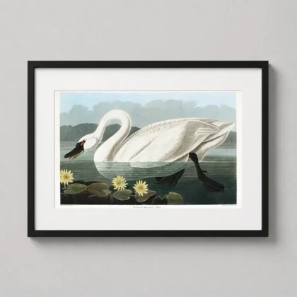 Audubon Swan – 1827 Common American Swan Vintage Wildlife vintage print by MerchFuse