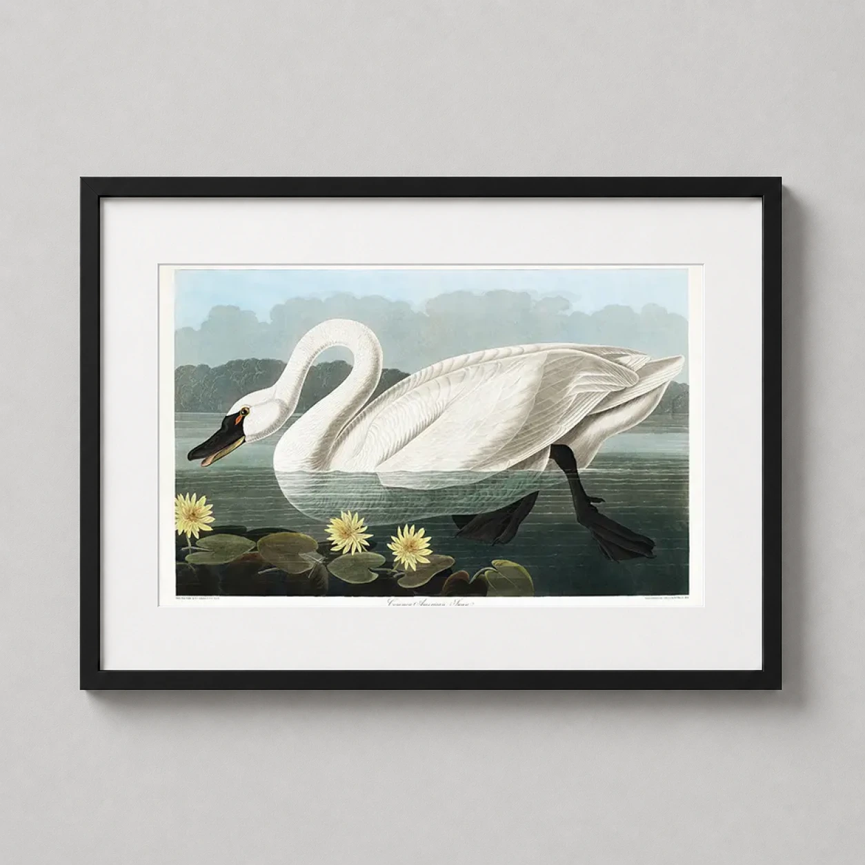 Room mockup of Audubon Common American Swan Bird Illustration Art Print, displayed as framed wall art in a bedroom setting as a landscape print with blue and yellow tones.