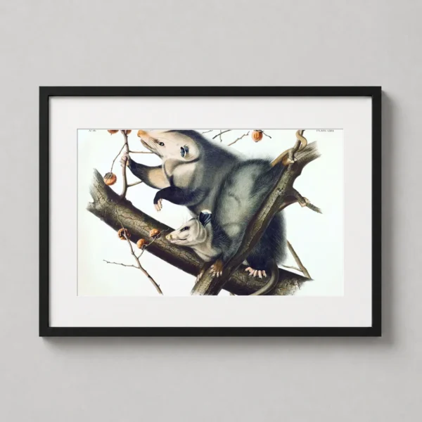 Virginian Opossum Audubon Wildlife Illustration Art Print