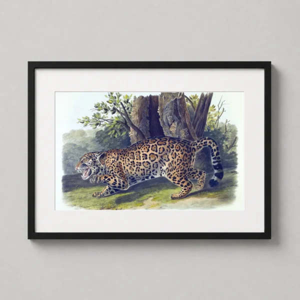 John James Audubon Jaguar, Felis Onca Vintage Art Print