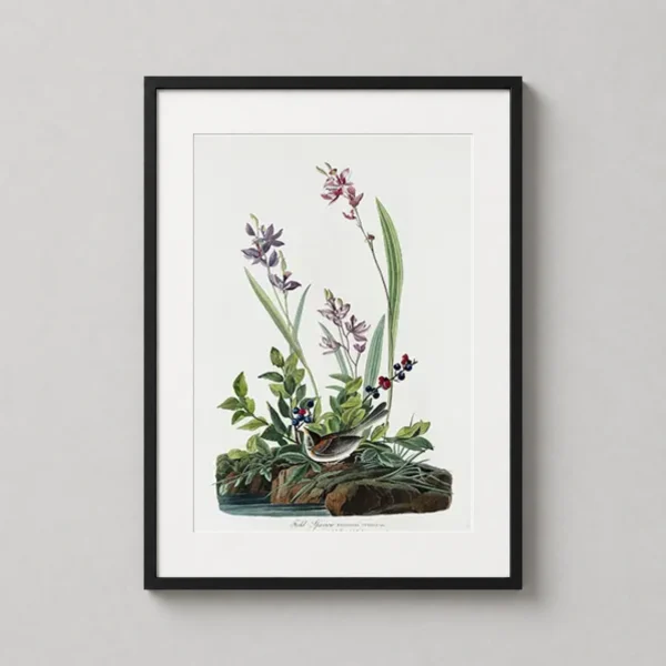 Field Sparrow Bird Art Print, John James Audubon Illustration