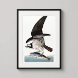 Osprey Bird Art Print, Fish Hawk by John James Audubon