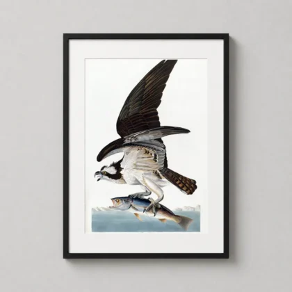 Classic Osprey Bird Print – Vintage Audubon Fish Hawk Illustration Art framed wall art mockup
