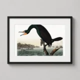 Florida Cormorant Audubon Illustration, Bird Art Print