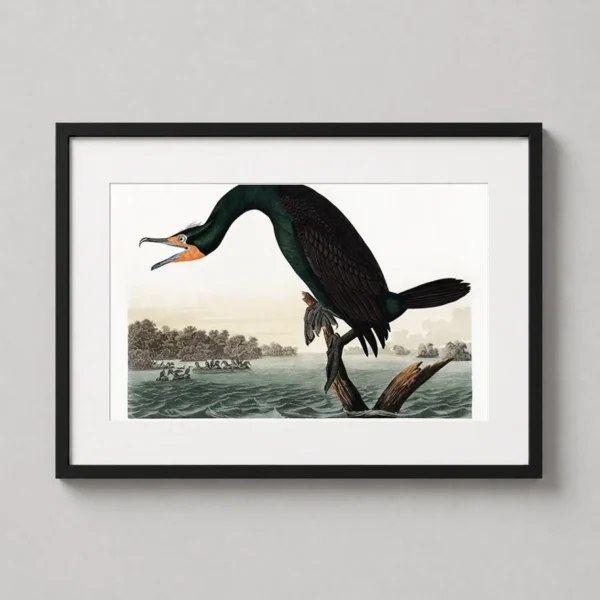 Florida Cormorant Audubon Illustration, Bird Art Print
