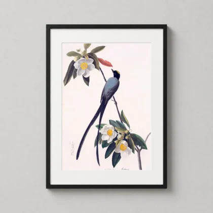 Audubon Bird Print: Fork-tailed Flycatcher 1832 Vintage Ornithology Art framed wall art mockup