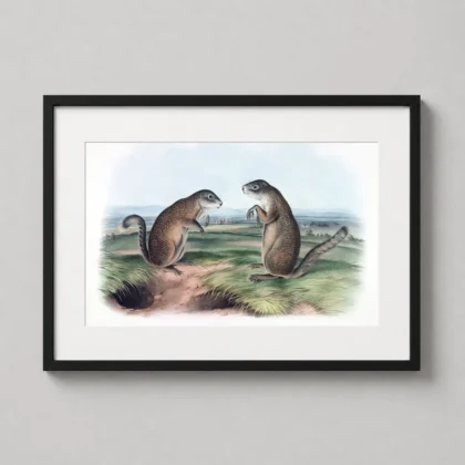Authentic Franklin’s Marmot Print – 1846 Audubon Wildlife Wall Art framed wall art mockup