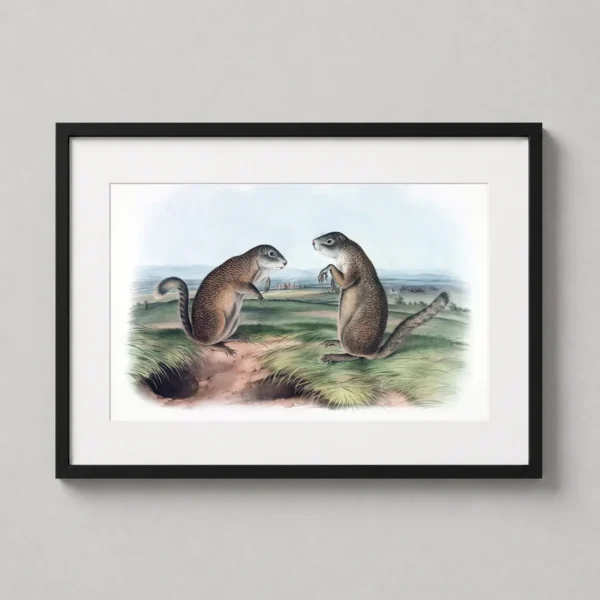 Franklin's Marmot Squirrel Audubon Wildlife Illustration Art Print
