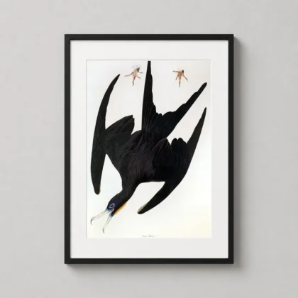Authentic Frigate Bird Print – 1835 Natural History Ornithology Poster framed wall art mockup