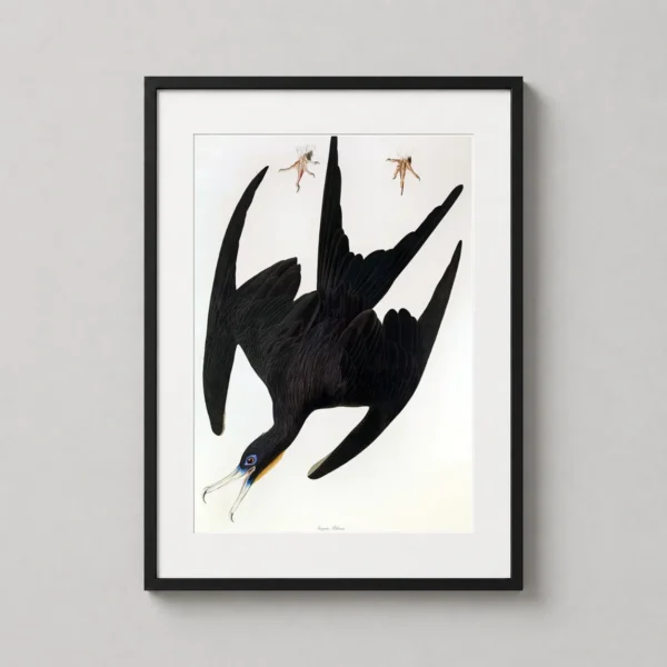 Magnificent Frigate Bird Audubon Illustration Vintage Art Print