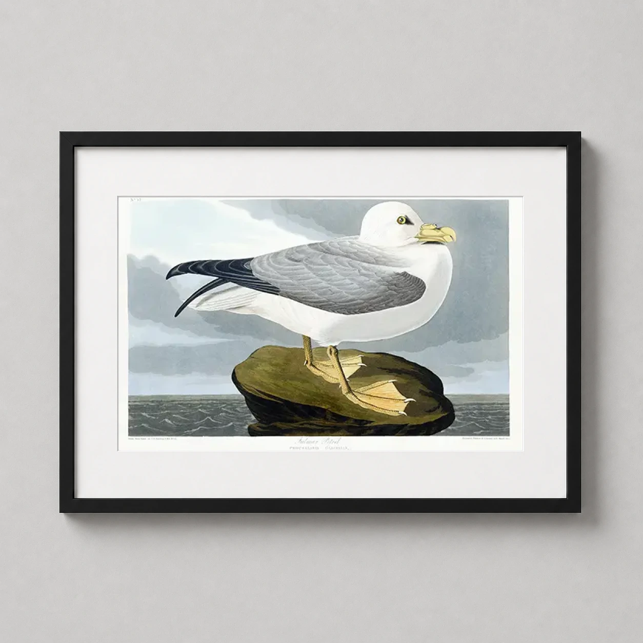 Room mockup of Fulmar Petrel, John James Audubon Naturalist Bird Art Print, displayed as framed wall art in a bedroom setting as a landscape print with blue, grey, and white tones.