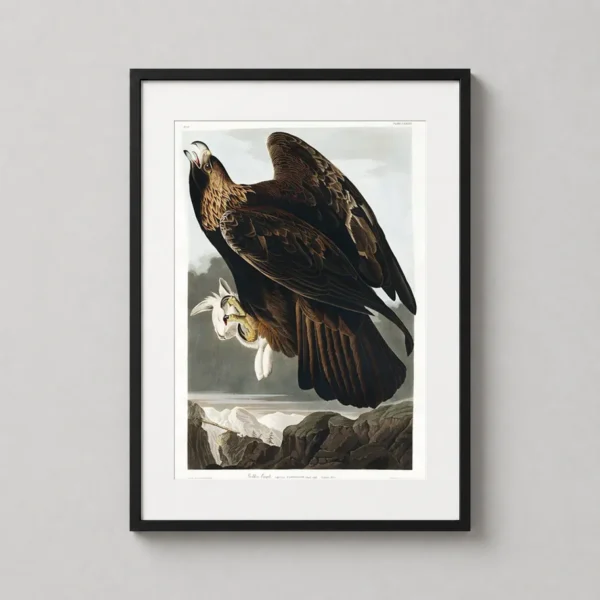 Golden Eagle John James Audubon Birds of America Art Print