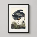 Great Blue Heron, Audubon Birds of America Illustration Art Print