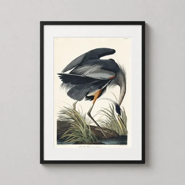 Great Blue Heron, Audubon Birds of America Illustration Art Print