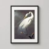 Great Egret Ardea Alba Audubon Illustration Art Print