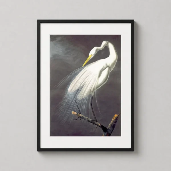 Great Egret Ardea Alba Audubon Illustration Art Print