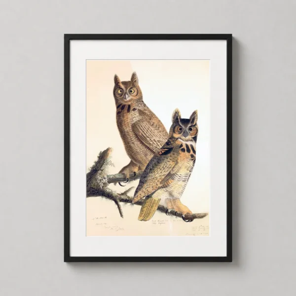 Great Horned Owl Audubon Bird Illustration, Wildlife Art Print