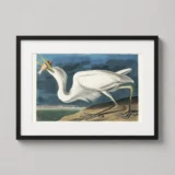 Classic Great White Heron Audubon Illustration Art Print