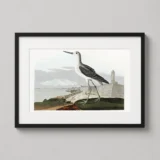 Greenshank Bird Audubon Illustration, Vintage Shorebird Art Print