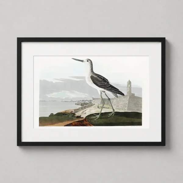 Greenshank Bird Audubon Illustration, Vintage Shorebird Art Print