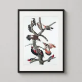 Audubon Woodpecker Species Scientific Illustration Art Print